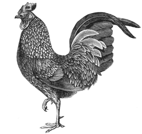 rooster
